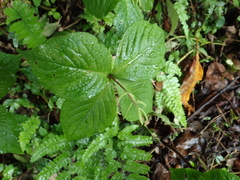 Chloranthus oldhamii