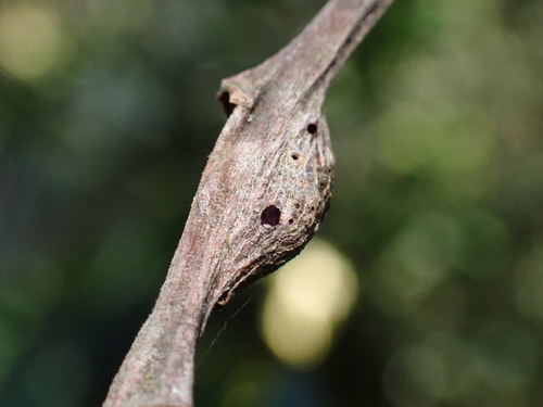 Rabdophaga albipennis
