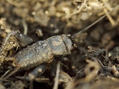 Melanogryllus desertus