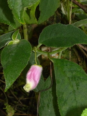 Kohleria affinis