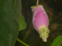 Kohleria affinis