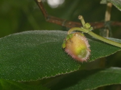 Kohleria affinis