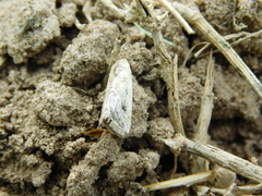 Micrathetis tecnion