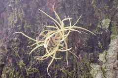 Tillandsia