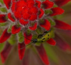 Diabrotica decempunctata