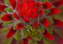 Diabrotica decempunctata