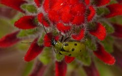 Diabrotica decempunctata