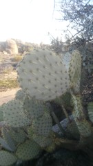 Opuntia chlorotica