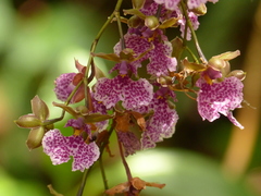 Caucaea sanguinolenta