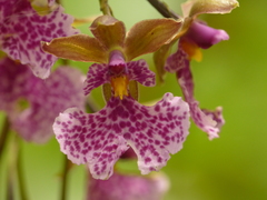 Caucaea sanguinolenta