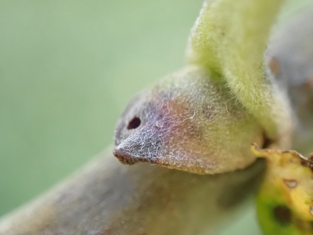 Euura mucronata