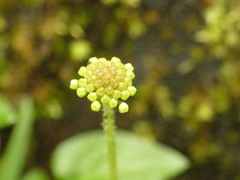 Hydrocotyle ribifolia