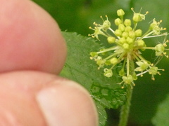 Hydrocotyle ribifolia