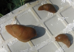 Drusia deshayesii
