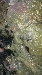 Chitonoidea