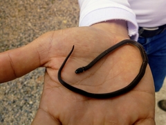 Tantilla melanocephala