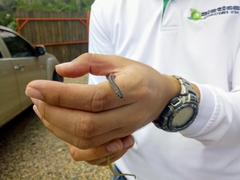 Tantilla melanocephala