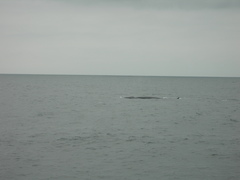 Balaenoptera physalus