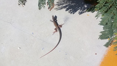 Aspidoscelis angusticeps angusticeps