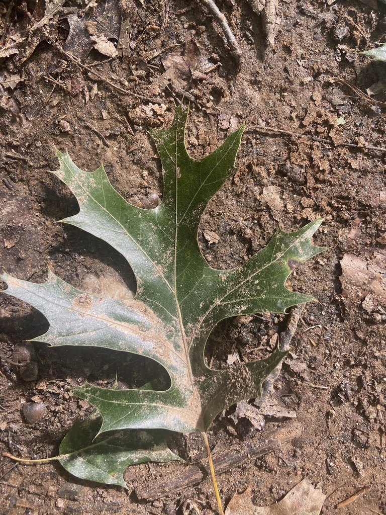 scarlet oak from Oregon Ridge Park, Cockeysville, MD, US on September ...