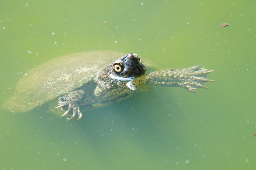 European Pond Turtle in September 2023 by Eridan Xharahi · iNaturalist