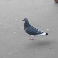 Columba livia domestica