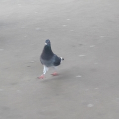 Columba livia domestica