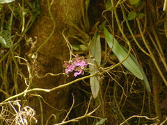 Caucaea sanguinolenta