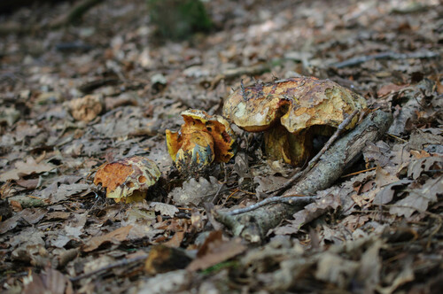 Purple boletus