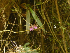 Caucaea sanguinolenta