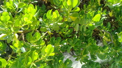 Scaevola plumieri