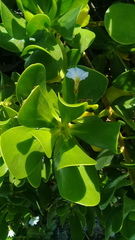 Scaevola plumieri
