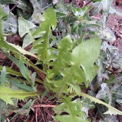 Taraxacum officinale