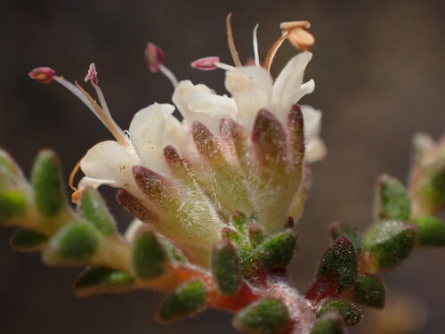 Image of Macrostylis tenuis by (c) Ren Hoekstra, some rights reserved (CC BY)