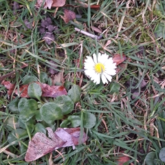 Bellis perennis