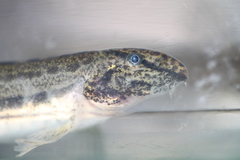 Cobitis taenia