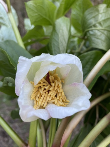 tree peony (Paeonia ×)