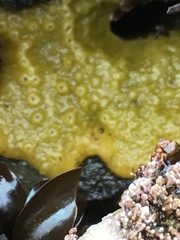 Halichondria panicea