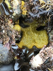 Halichondria panicea