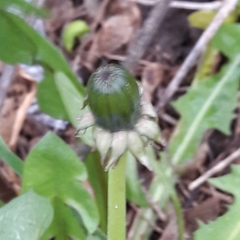 Taraxacum officinale