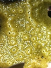 Halichondria panicea