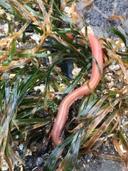 Glyceridae