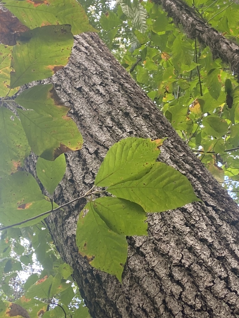 chestnut oak from Oregon Ridge Park, Cockeysville, MD, US on September ...