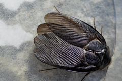 Polyphaga aegyptiaca
