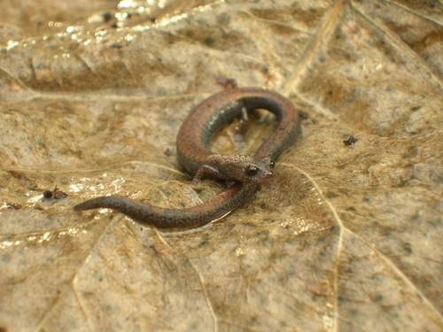Southern California Slender Salamander