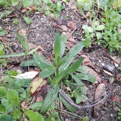 Plantago lanceolata