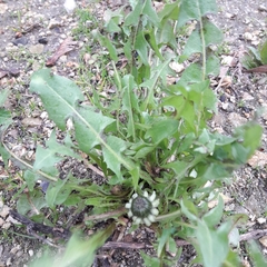 Taraxacum officinale