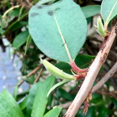 Comarostaphylis arbutoides