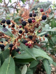 Comarostaphylis arbutoides