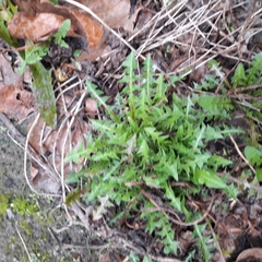 Taraxacum officinale